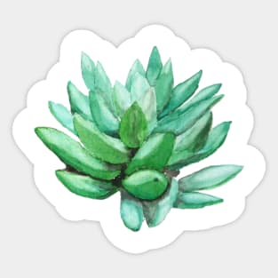succulent echeveria Sticker